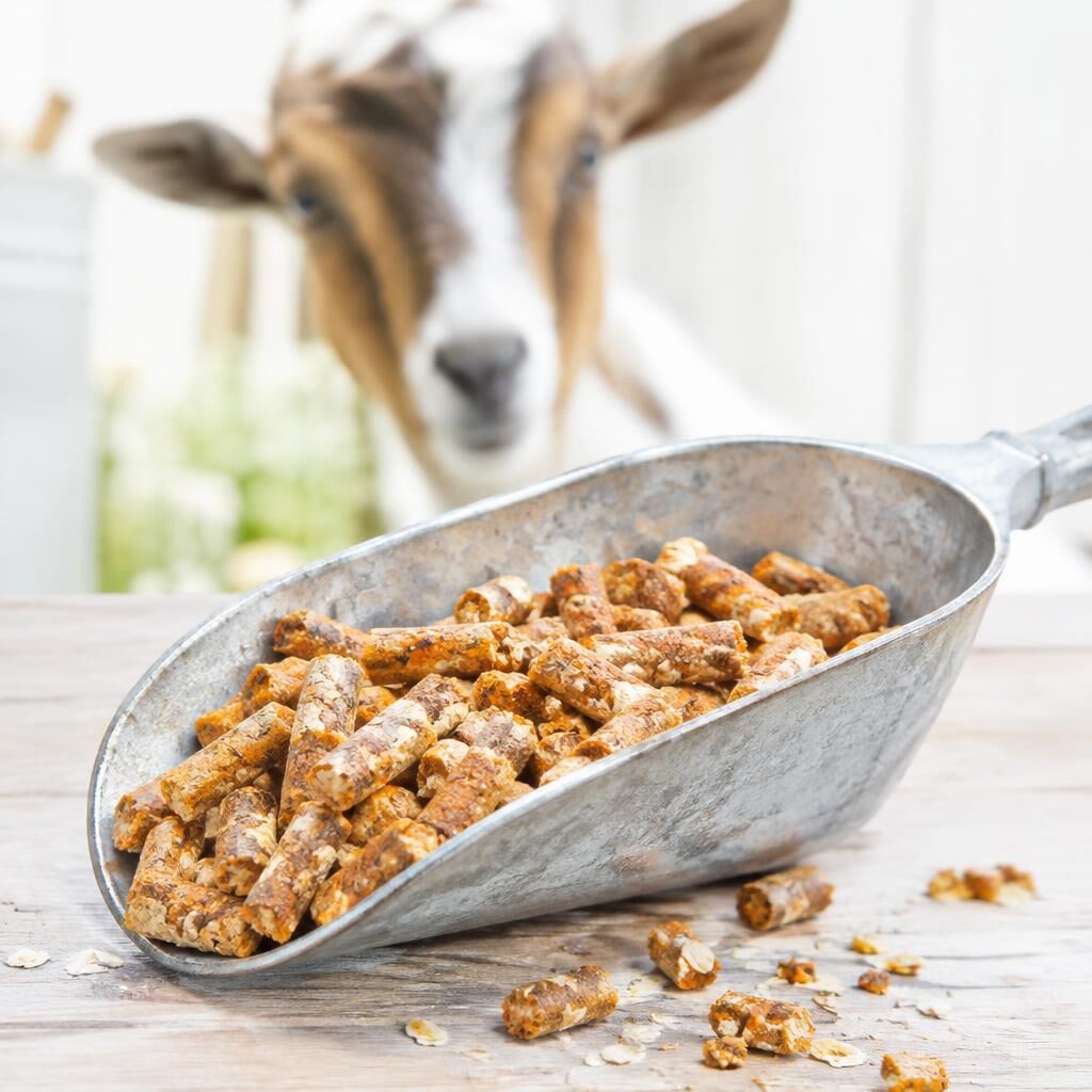 Oat and carrot treat pellets in a galvanized scoop with a curious goat behind